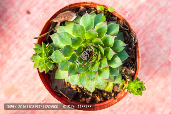 觀音蓮,多肉植物