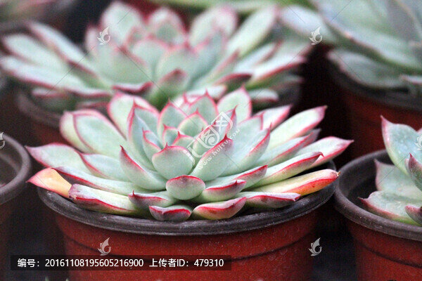 多肉植物,肉肉植物