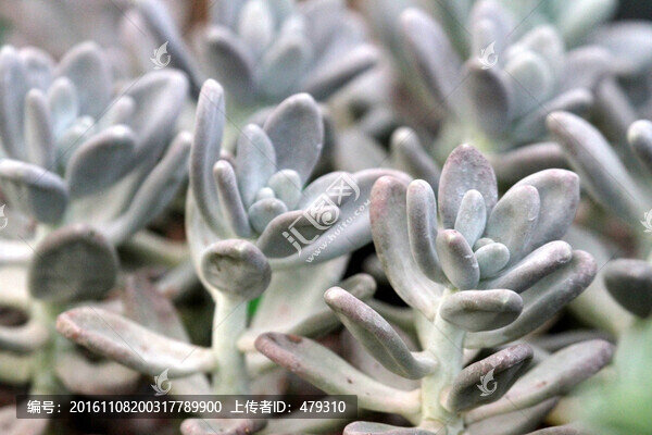 多肉植物