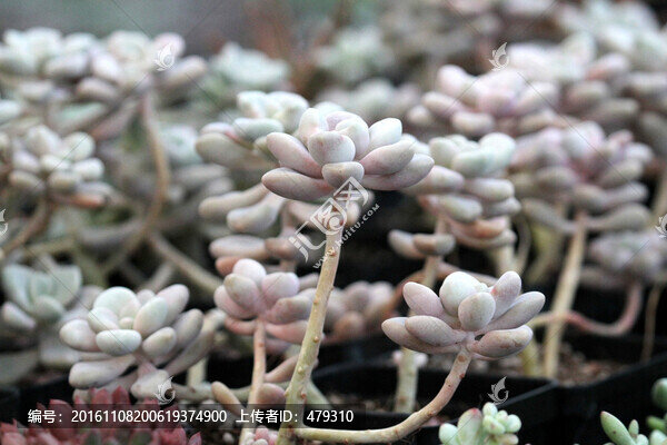 多肉植物,肉肉植物
