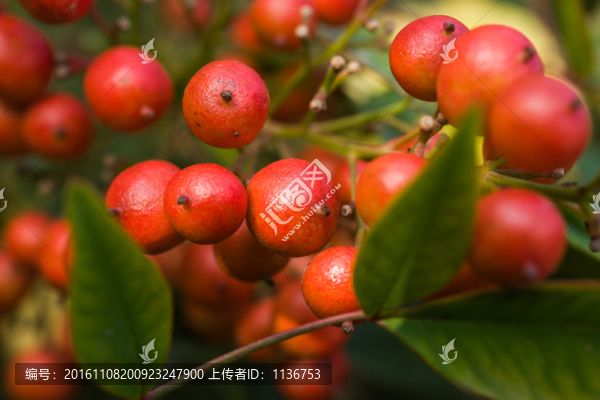 紅色野果