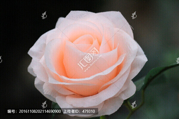 花卉
