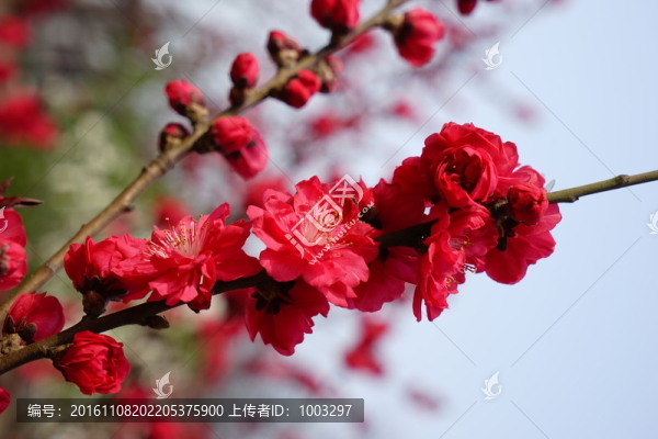 桃花