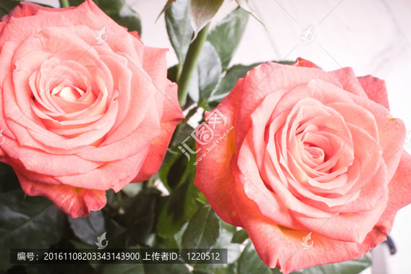 玫瑰花束