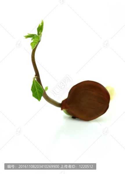 小廠
