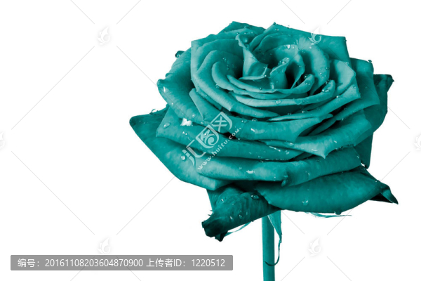 玫瑰花瓣