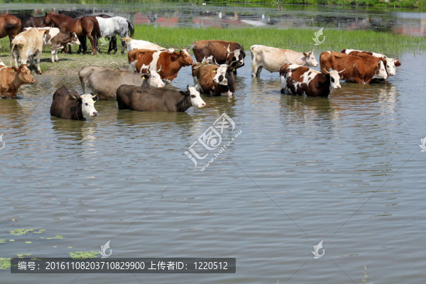 牛河