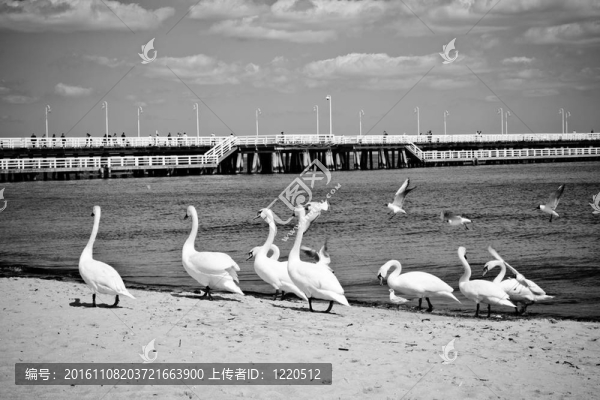 鳥(niǎo)兒在碼頭