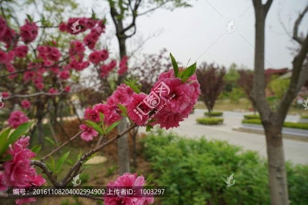 桃花