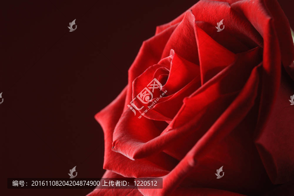 紅玫瑰黑