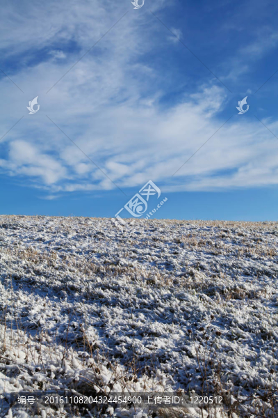田野里的第一場雪