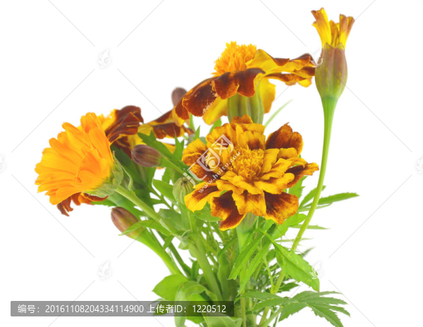 白色的花朵盛開的野花
