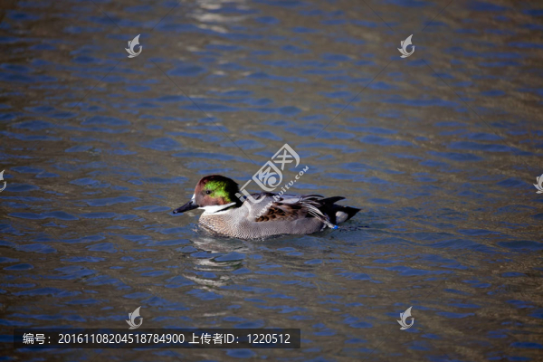 羅紋鴨、水鴨羅紋鴨