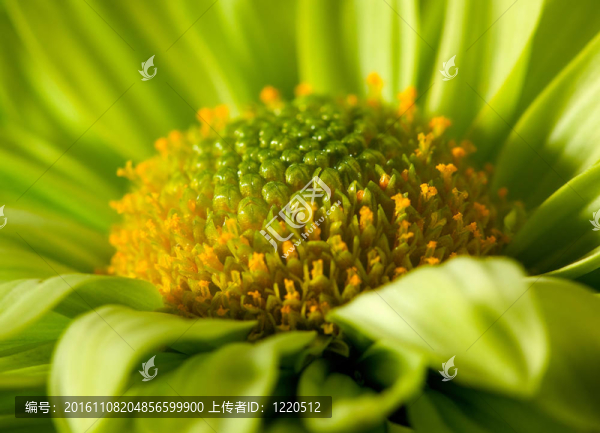 chrysantemum花的特寫鏡頭