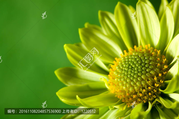 chrysantemum花在綠色背景的特寫鏡頭與復(fù)制空間