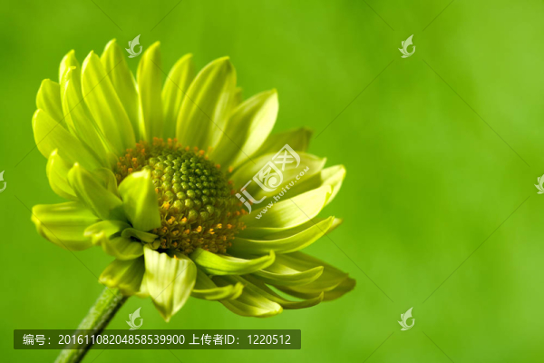chrysantemum花在綠色背景的特寫鏡頭與復(fù)制空間