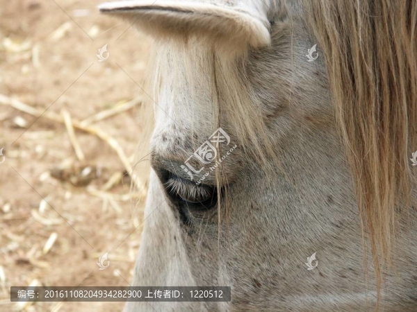 老馬
