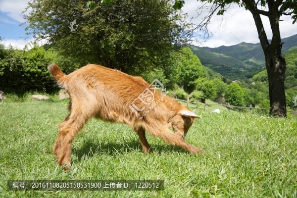 在奧維耶多玩的山羊
