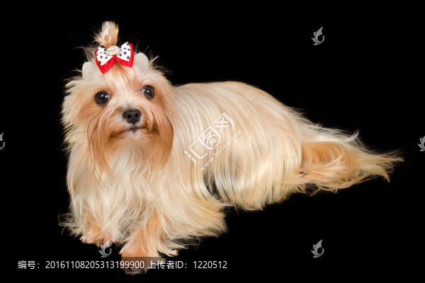 約克郡黃金獵犬