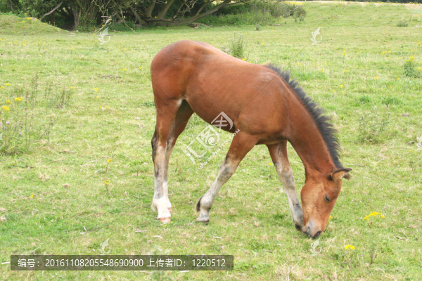 小馬駒放牧