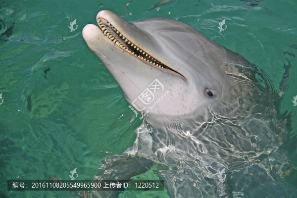 海豚