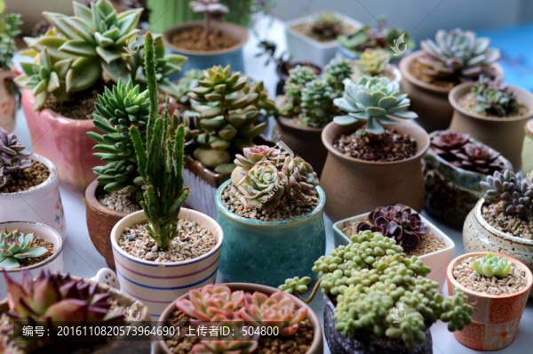 多肉植物