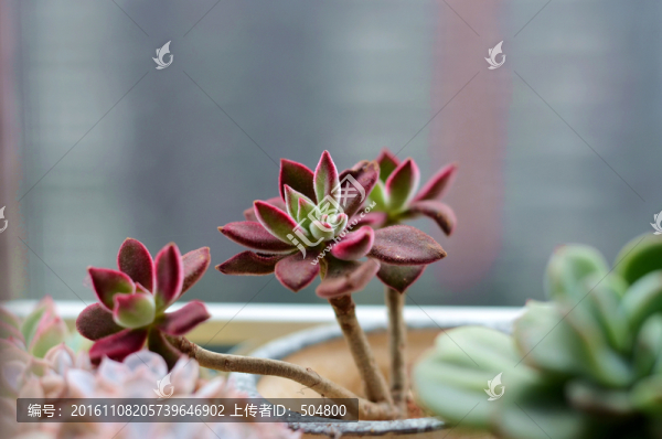 多肉植物