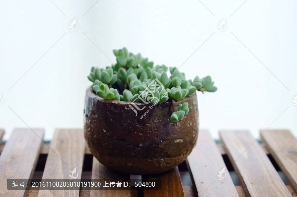 多肉植物