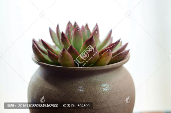 多肉植物