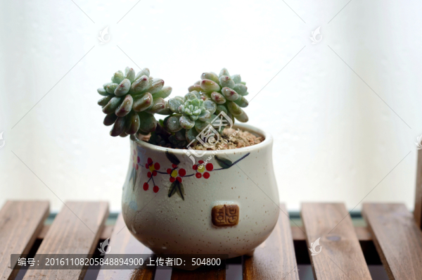 多肉植物