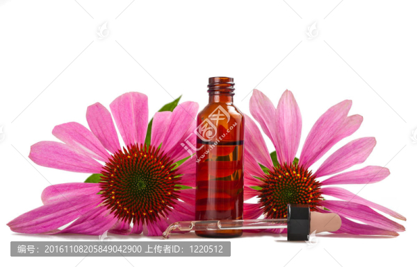 松果菊