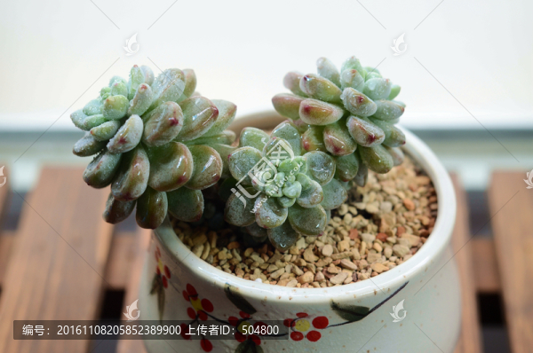 多肉植物