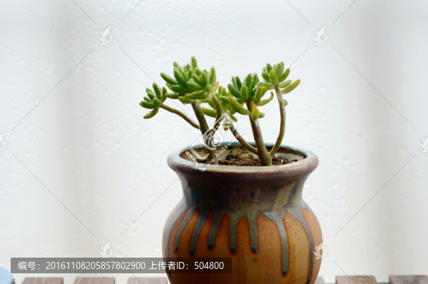 多肉植物