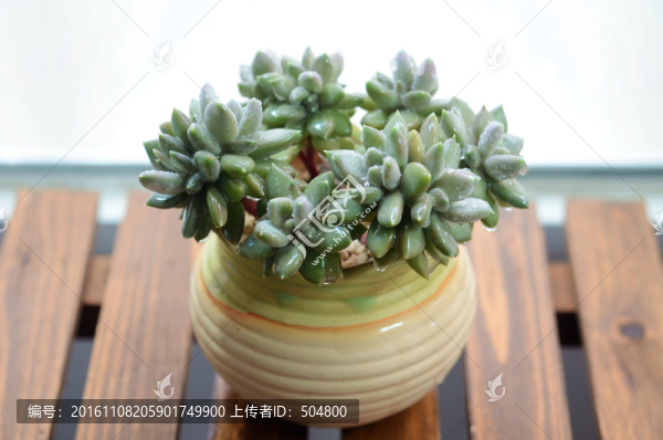 多肉植物