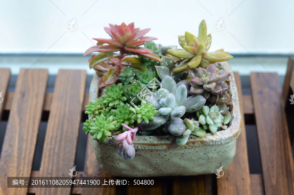 多肉植物