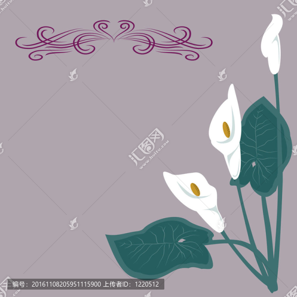 灰色背景上的白色百合花