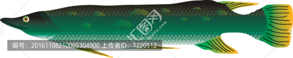 白色背景下的派克