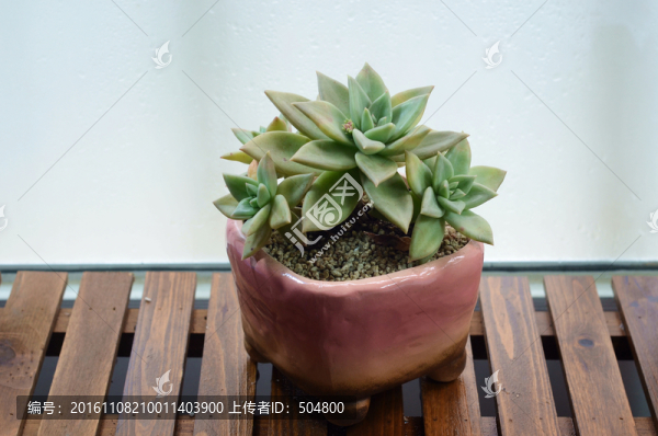 多肉植物