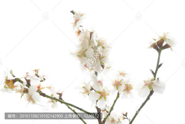 梅花樹(shù)。