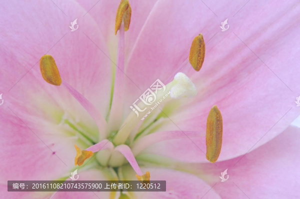 Pink,Daylily特寫
