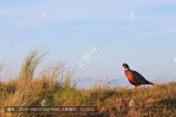 一只鳥站在山上