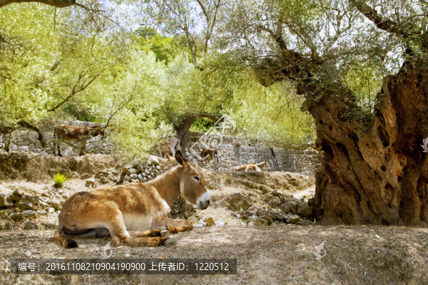 驢騾坐在Mediterranean橄欖樹(shù)上