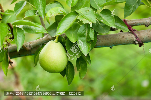梨tree_01（2）.jpg