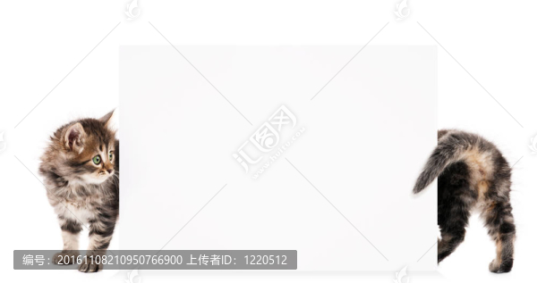 小貓blank_05（2）.jpg