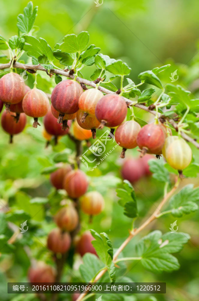 gooseberries_11（2）.jpg