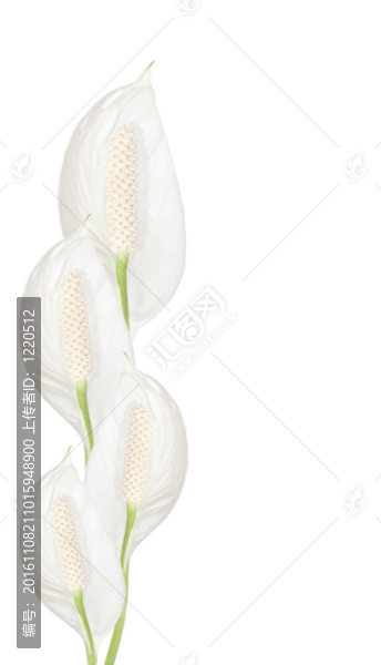 花邊