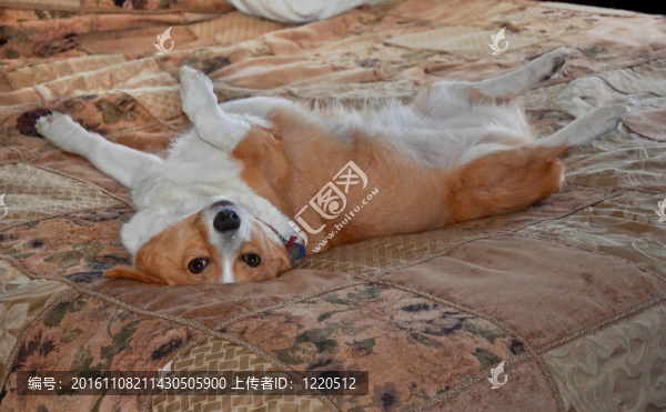 彭布羅克威爾士柯基犬仰臥