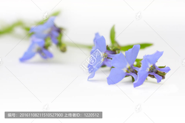 藍(lán)色半邊蓮特寫(xiě)