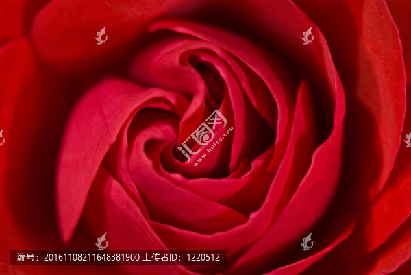 玫瑰