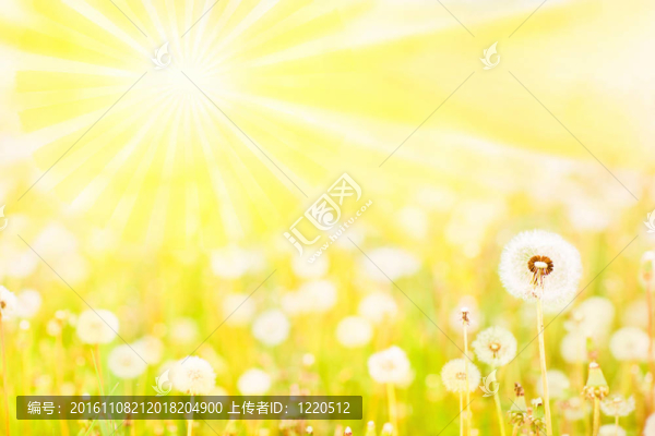 魅力的夏天